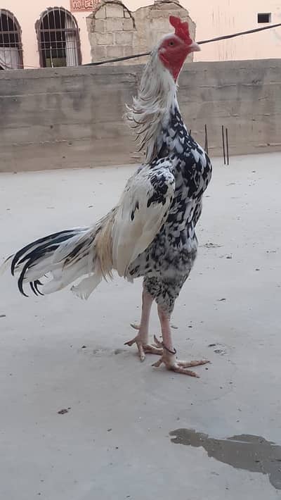 Assel Jageeri Murga
