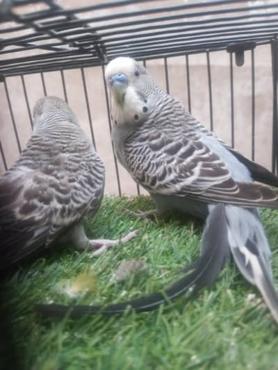 Exhi Combo se nikla Split Pair Healthy and active