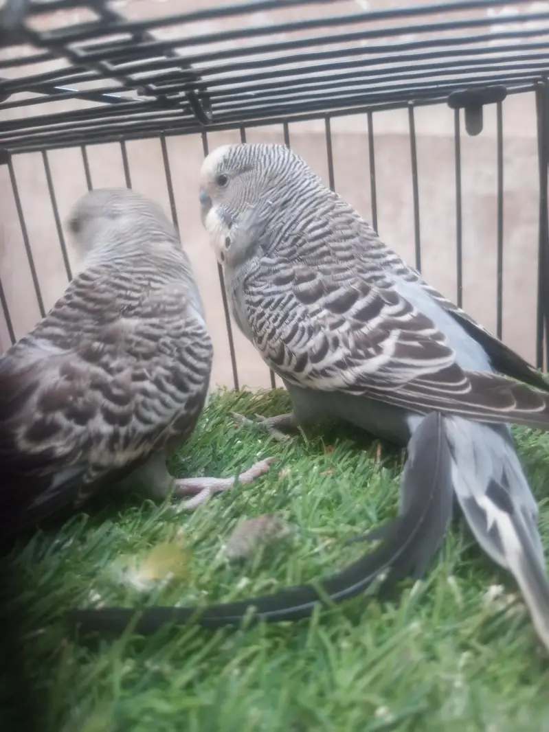 Exhi Combo se nikla Split Pair Healthy and active — photo 2