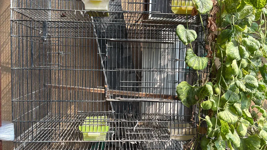 Cage for sale — photo 2