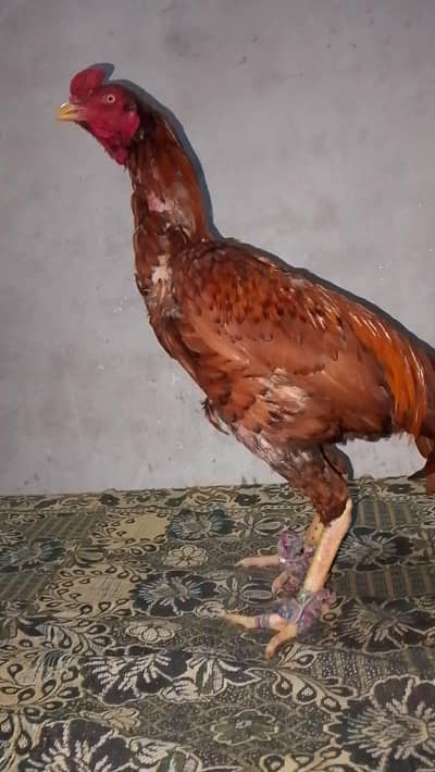 peela aseel