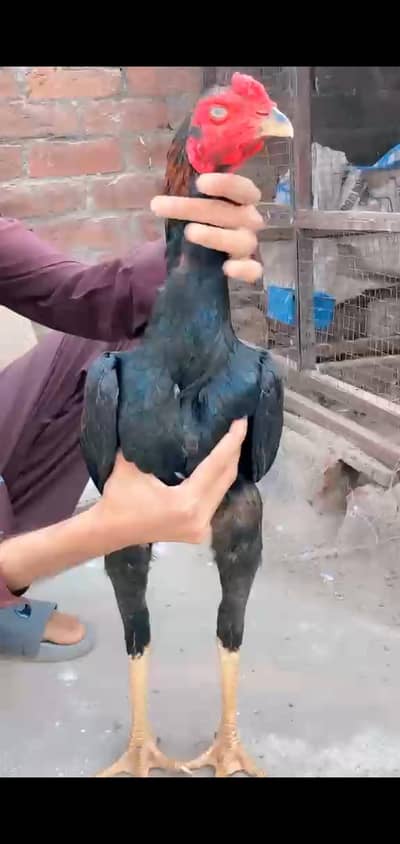 basheer purbana croos male available for sale