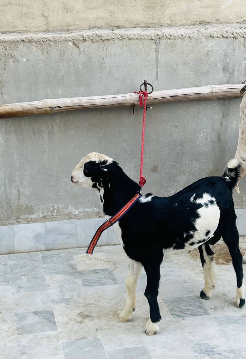 Ablak tedda 0