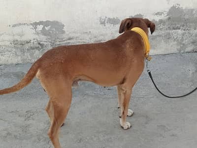 Rakwali best Dog