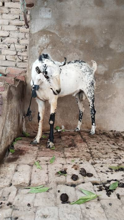 Irani Quality Breeder