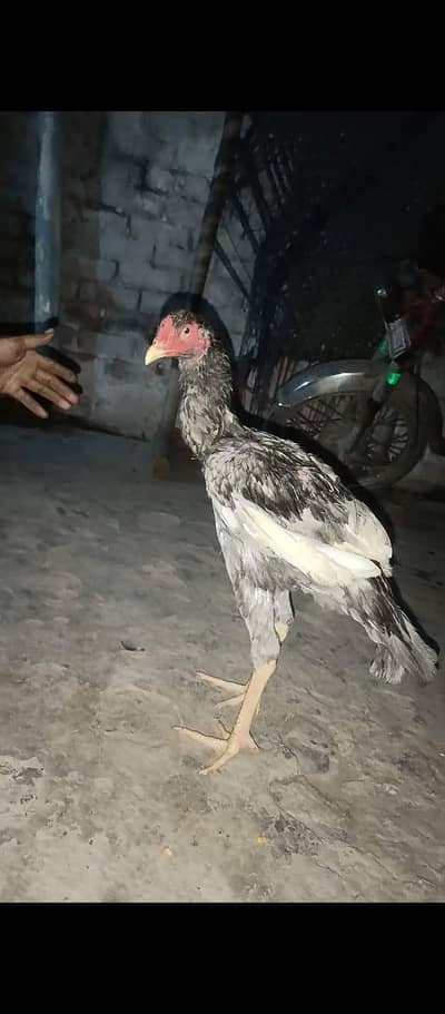 long height patha quality speak itself