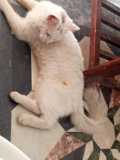 White Persian Cross Male Cat - 1 Year Old - Active & Healthy