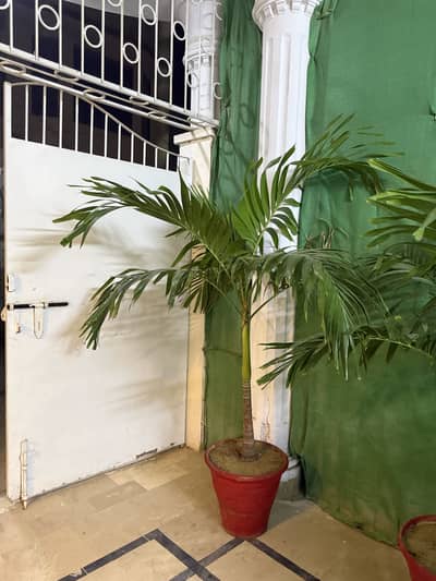 Malaysian Palm