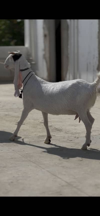 Gulabi bakri for sale