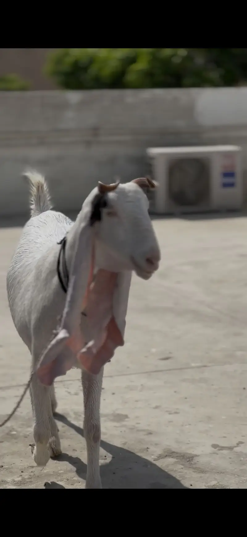 Gulabi bakri for sale — photo 2