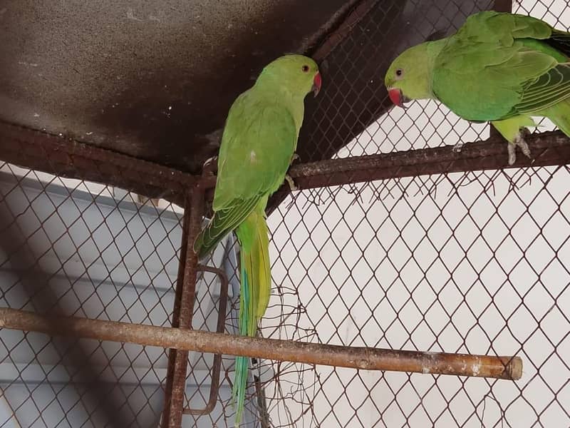 Green ringneck 0