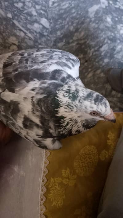 pigeon