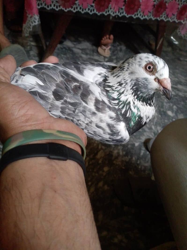 pigeon 1