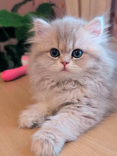 Persian kittens whatapp//0320 //7093//727. . . . .