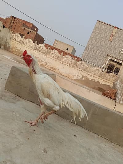 Desi Aseel Murga