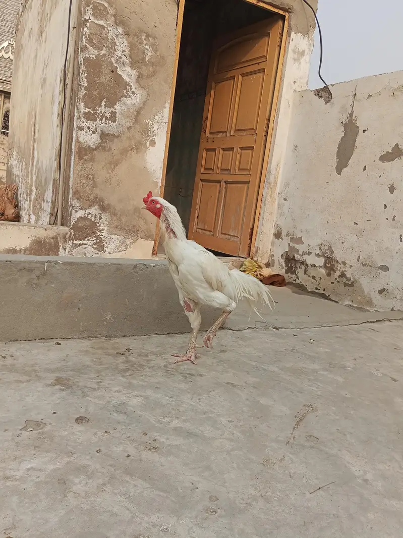 Desi Aseel Murgi murga — photo 2