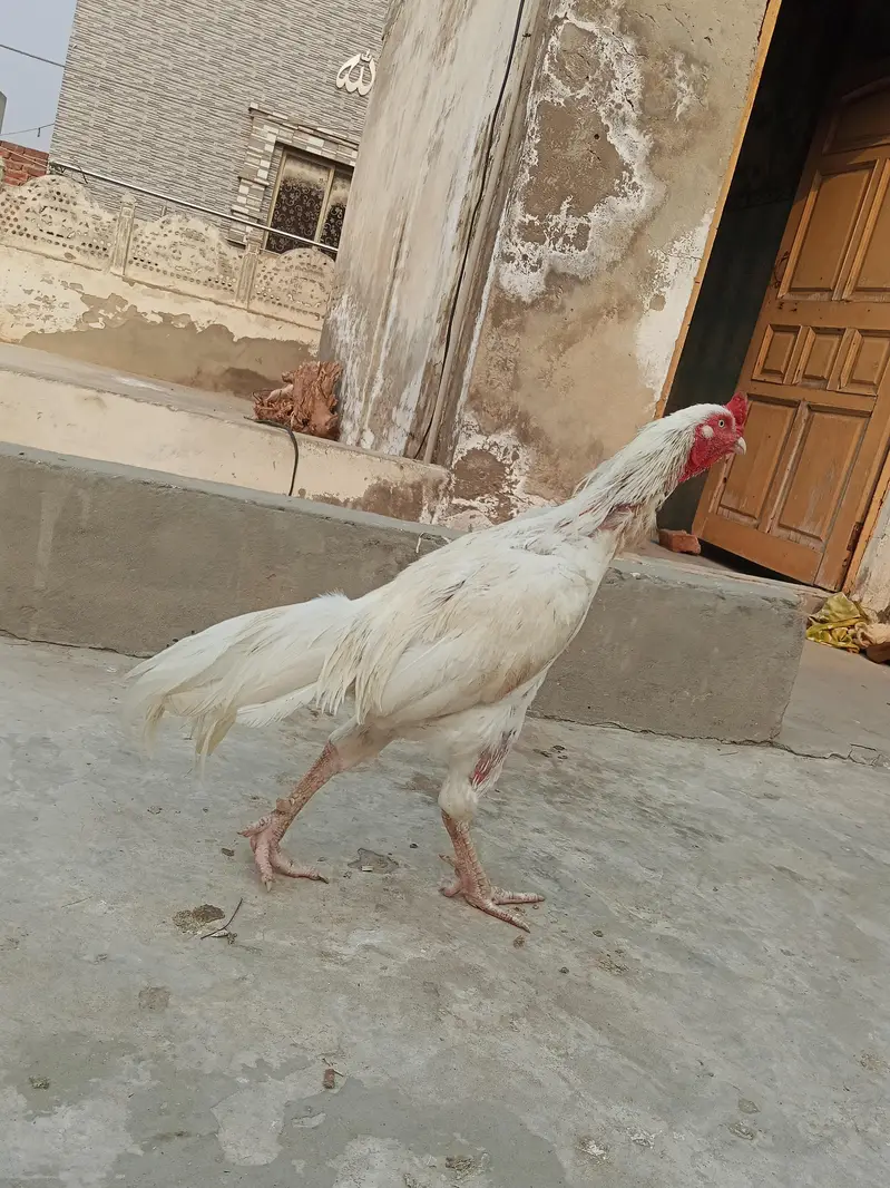 Desi Aseel Murgi murga — photo 3