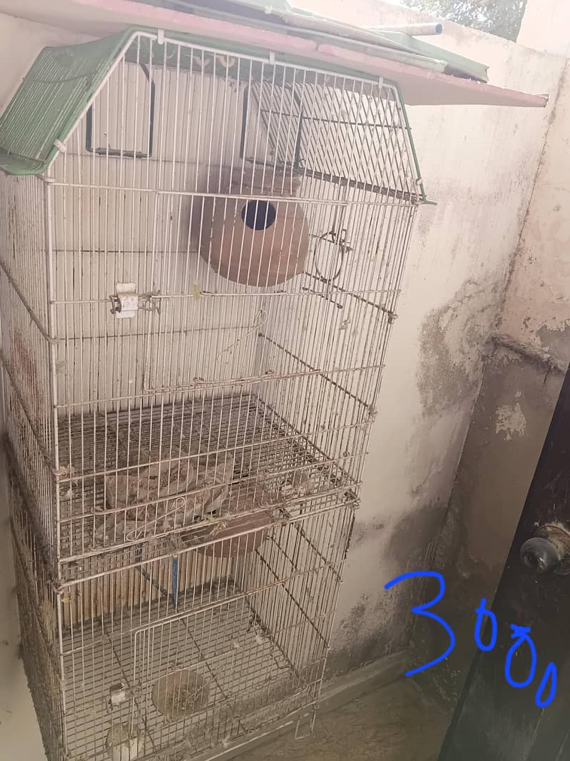 bird cage 1