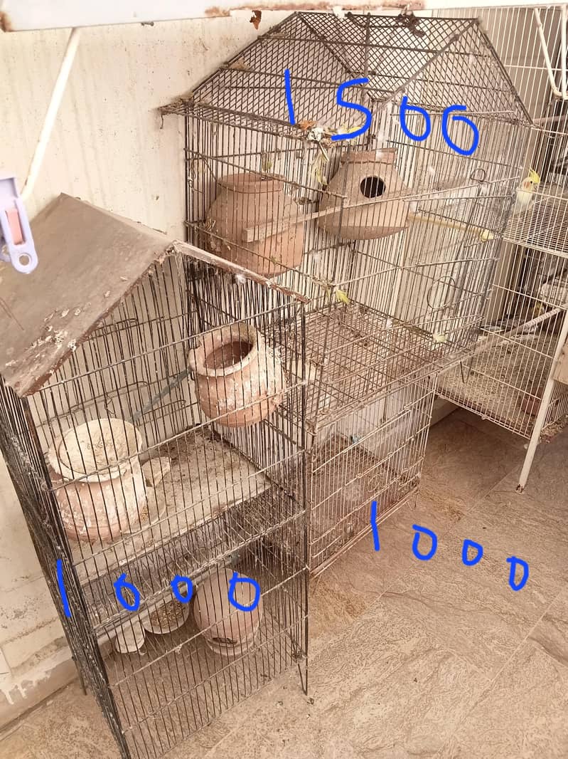 bird cage 2