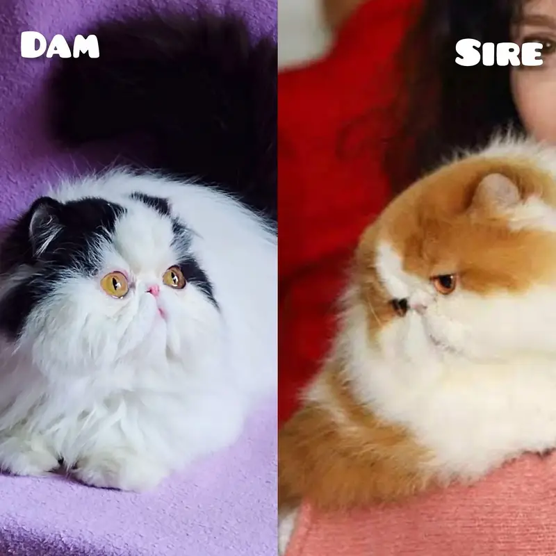 Peke/peki/piki  face adult male — photo 4
