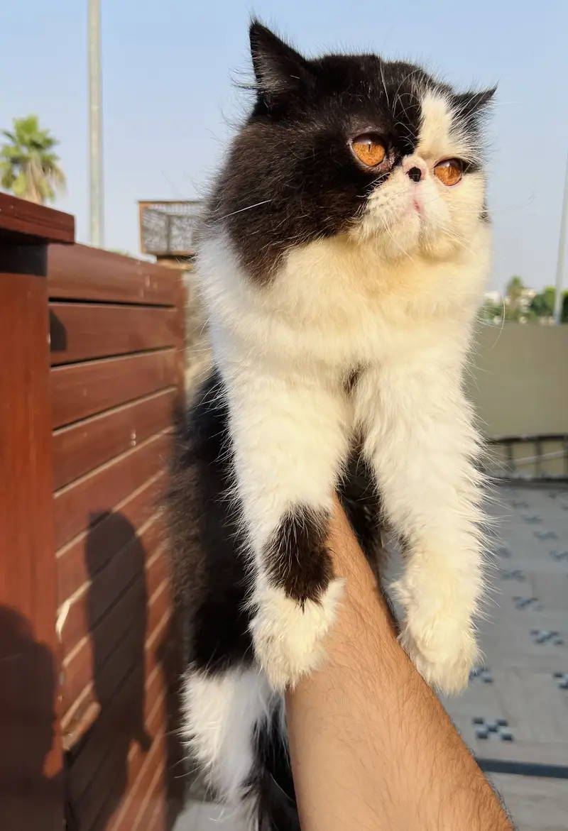 Peke/peki/piki  face adult male — photo 2