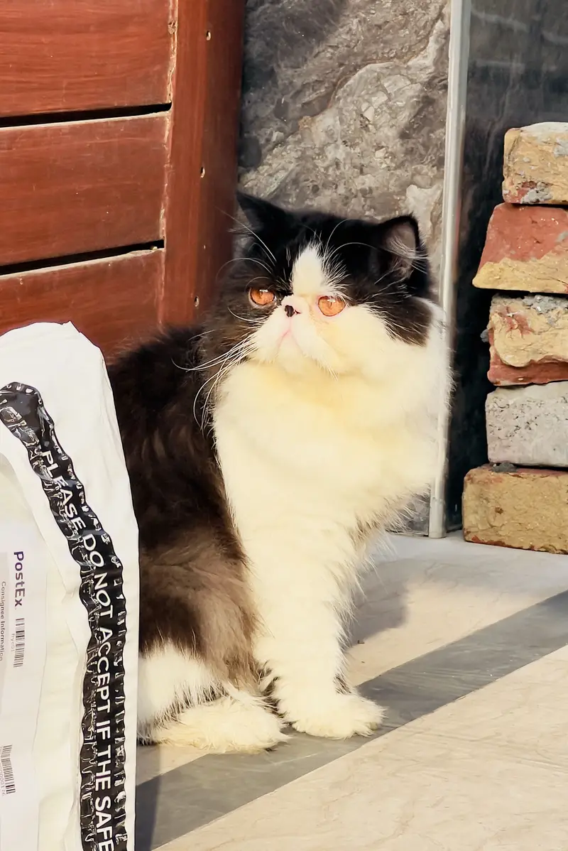 Peke/peki/piki  face adult male — photo 3