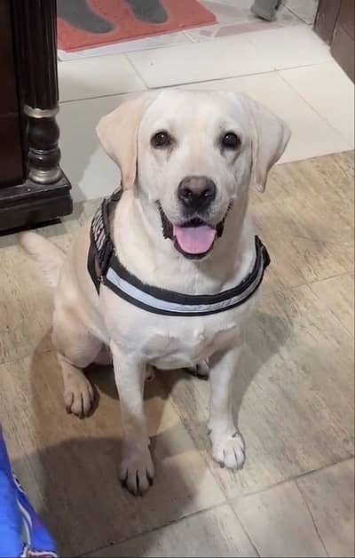 Labrador female