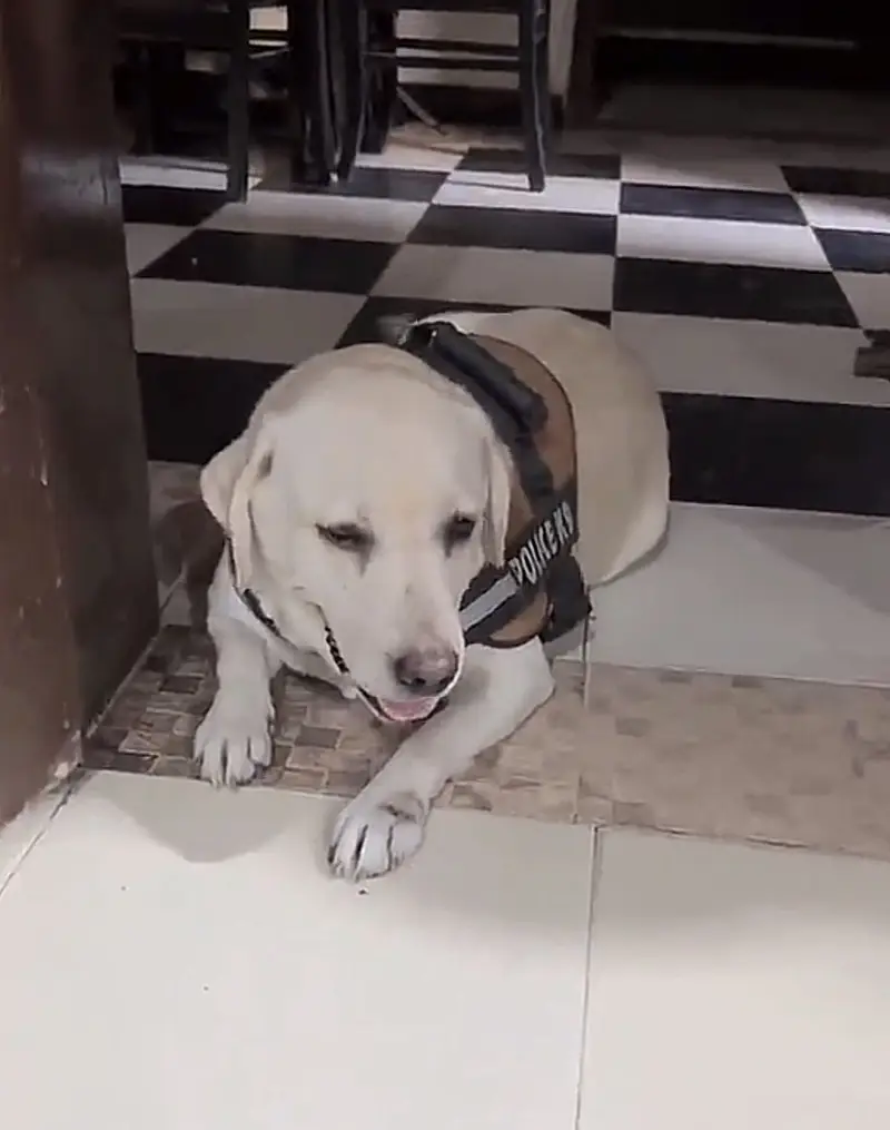 Labrador female — photo 4