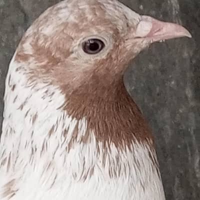 Patti waly kabotar hen our kabli