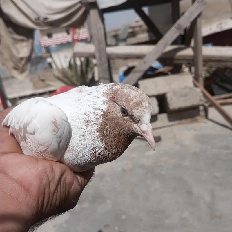 Patti waly kabotar hen our kabli — photo 2