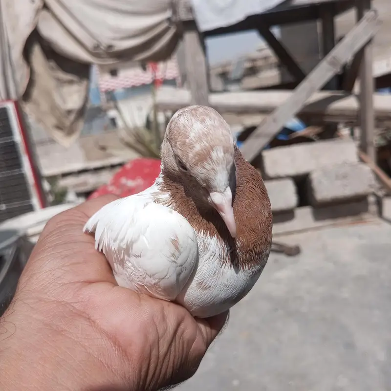 Patti waly kabotar hen our kabli — photo 3