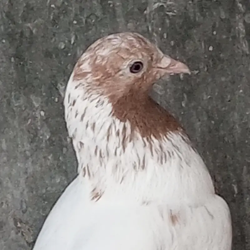 Patti waly kabotar hen our kabli — photo 4