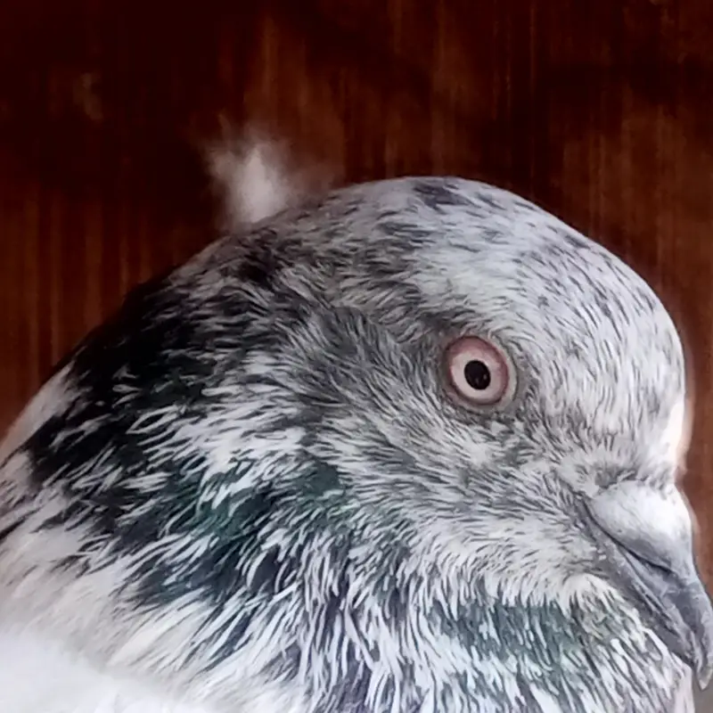 Patti waly kabotar hen our kabli — photo 6