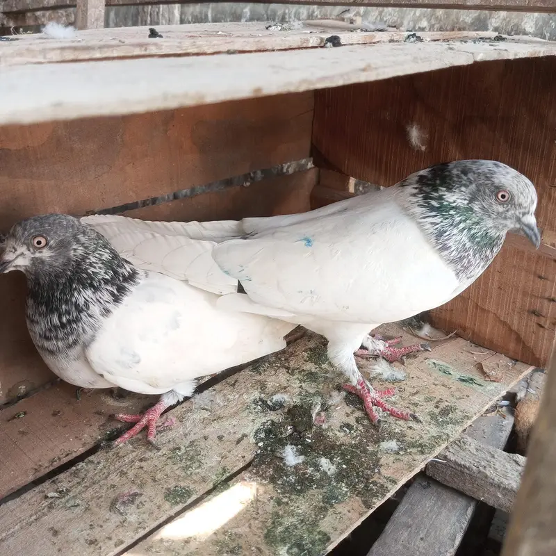 Patti waly kabotar hen our kabli — photo 7
