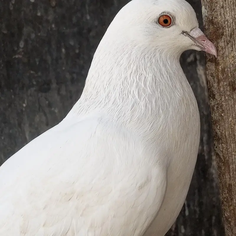 Patti waly kabotar hen our kabli — photo 8