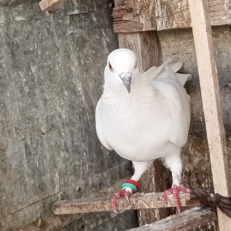Patti waly kabotar hen our kabli — photo 9