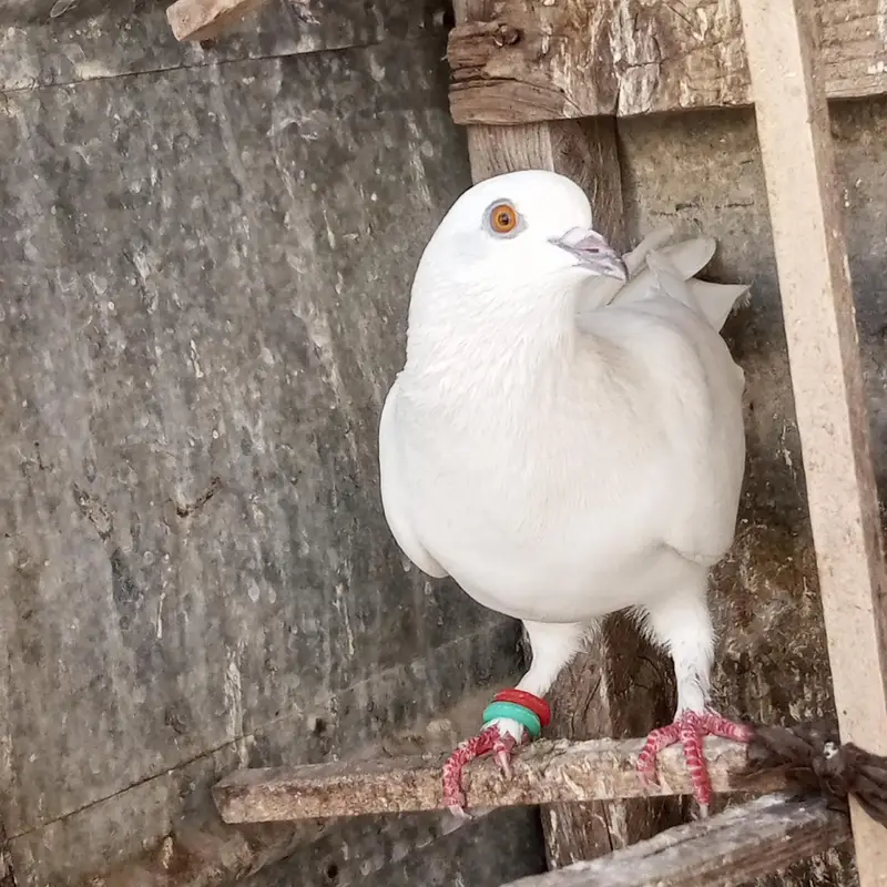 Patti waly kabotar hen our kabli — photo 10