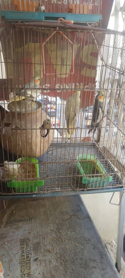 cocktail and finch