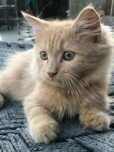 Extreme Cute 3 Month Female Persian Kitten | Peach Coat & Hazel Eyes