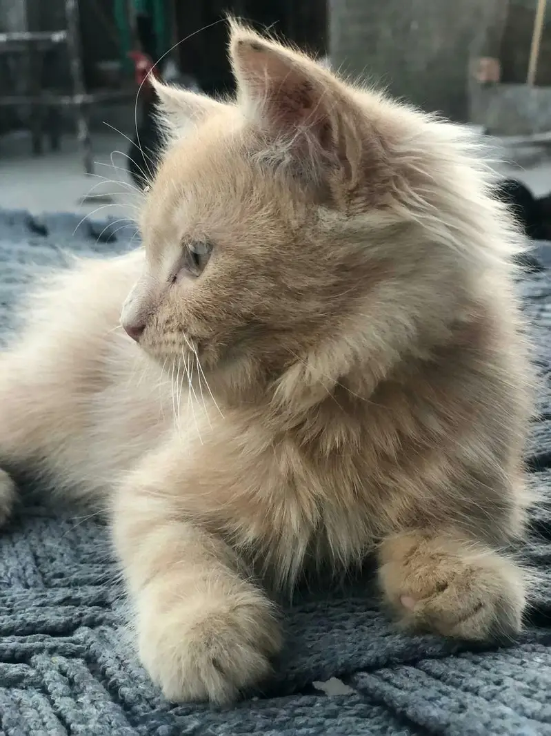 Extreme Cute 3 Month Female Persian Kitten | Peach Coat & Hazel Eyes — photo 2