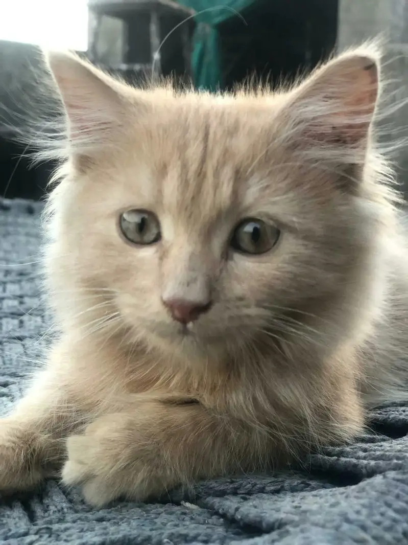 Extreme Cute 3 Month Female Persian Kitten | Peach Coat & Hazel Eyes — photo 3