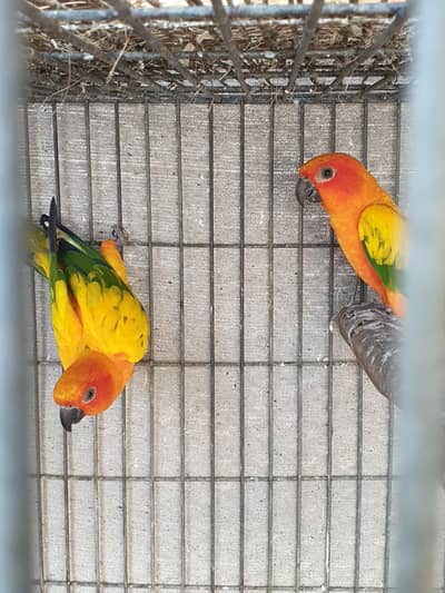 sunconure or dilute conure
