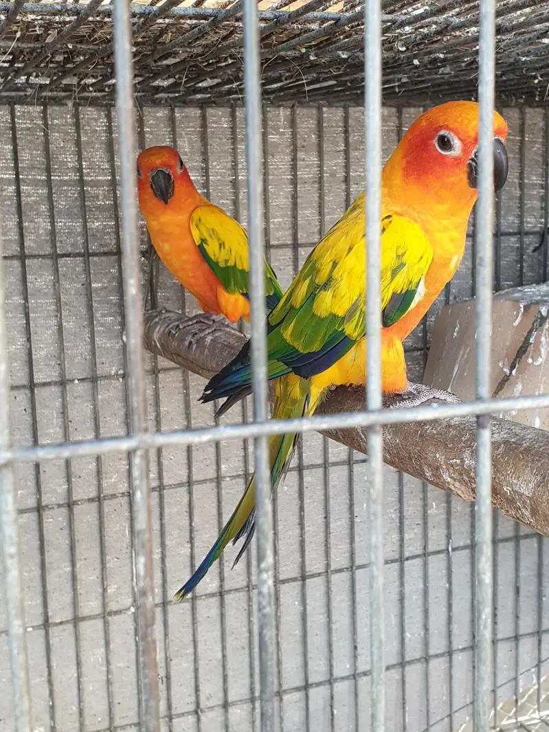 sunconure or dilute conure — photo 2