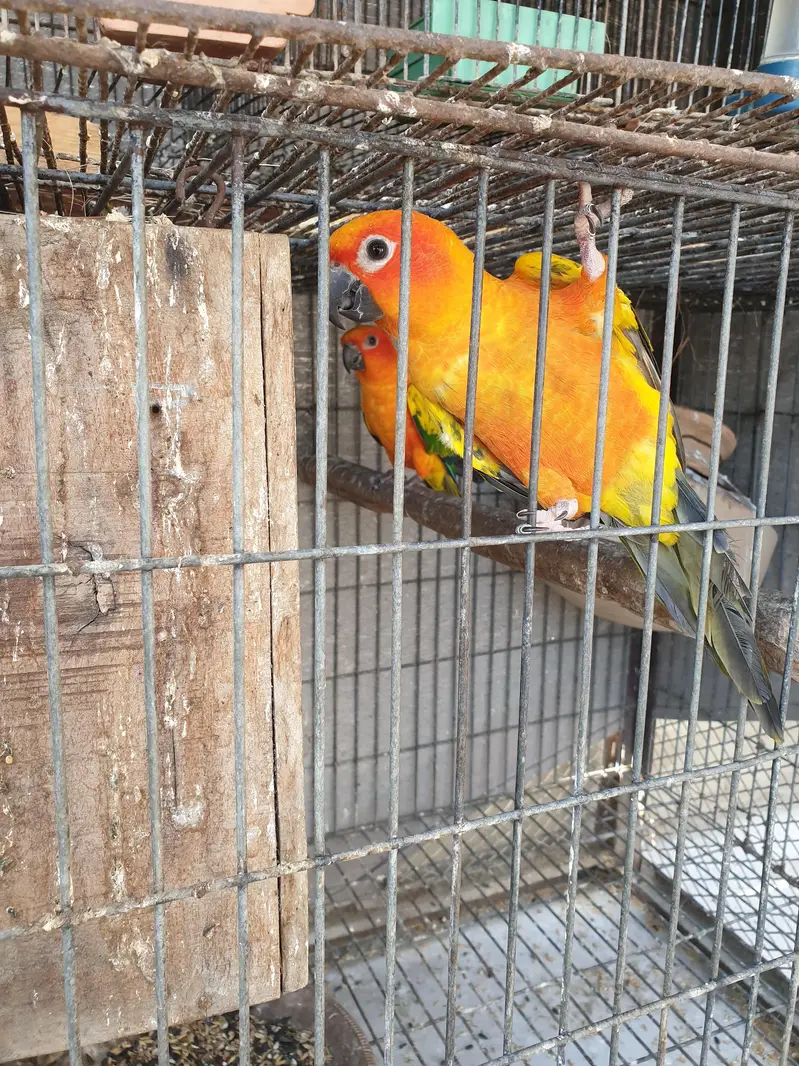 sunconure or dilute conure — photo 3