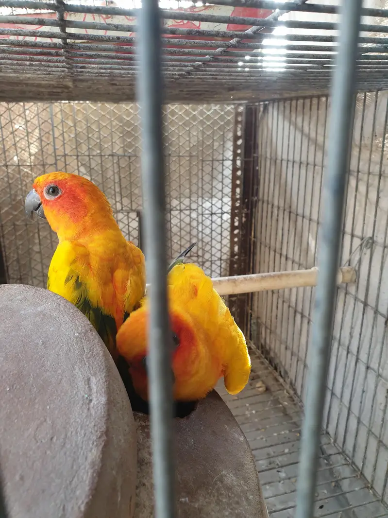 sunconure or dilute conure — photo 4