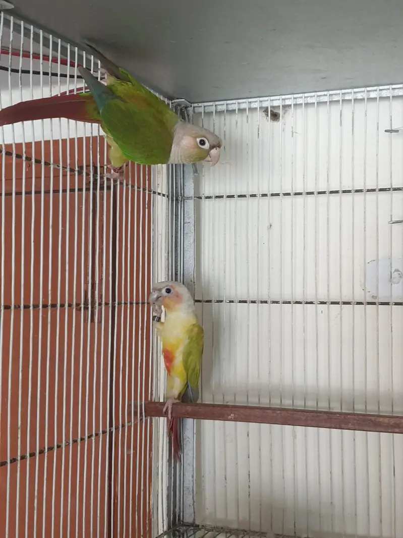 sunconure or dilute conure — photo 5