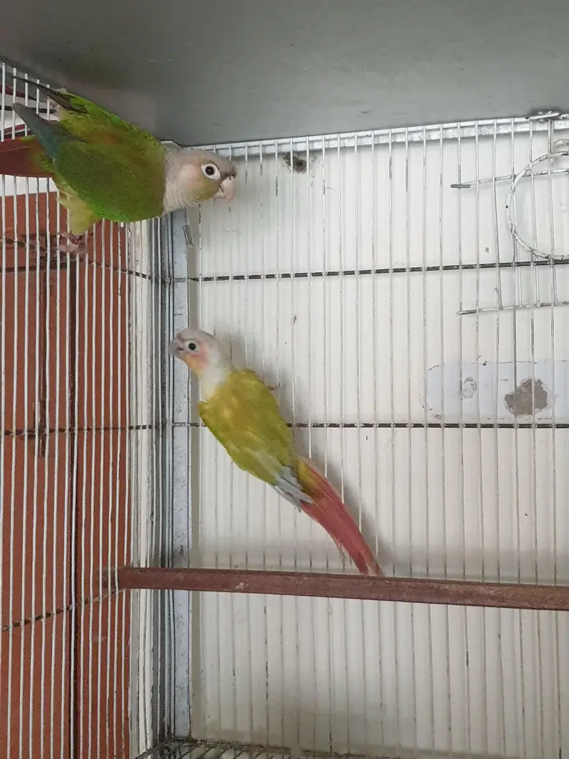sunconure or dilute conure — photo 6