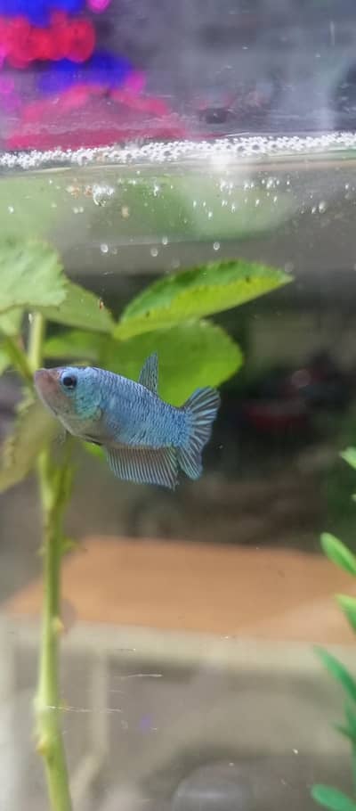 Betta Mettalic