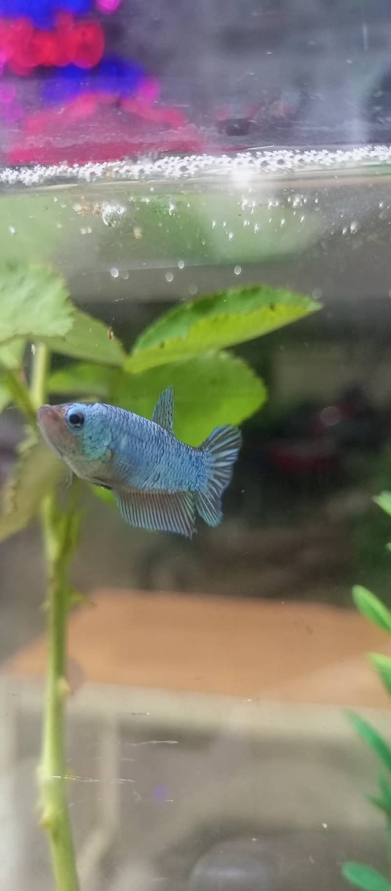 Betta Mettalic 0