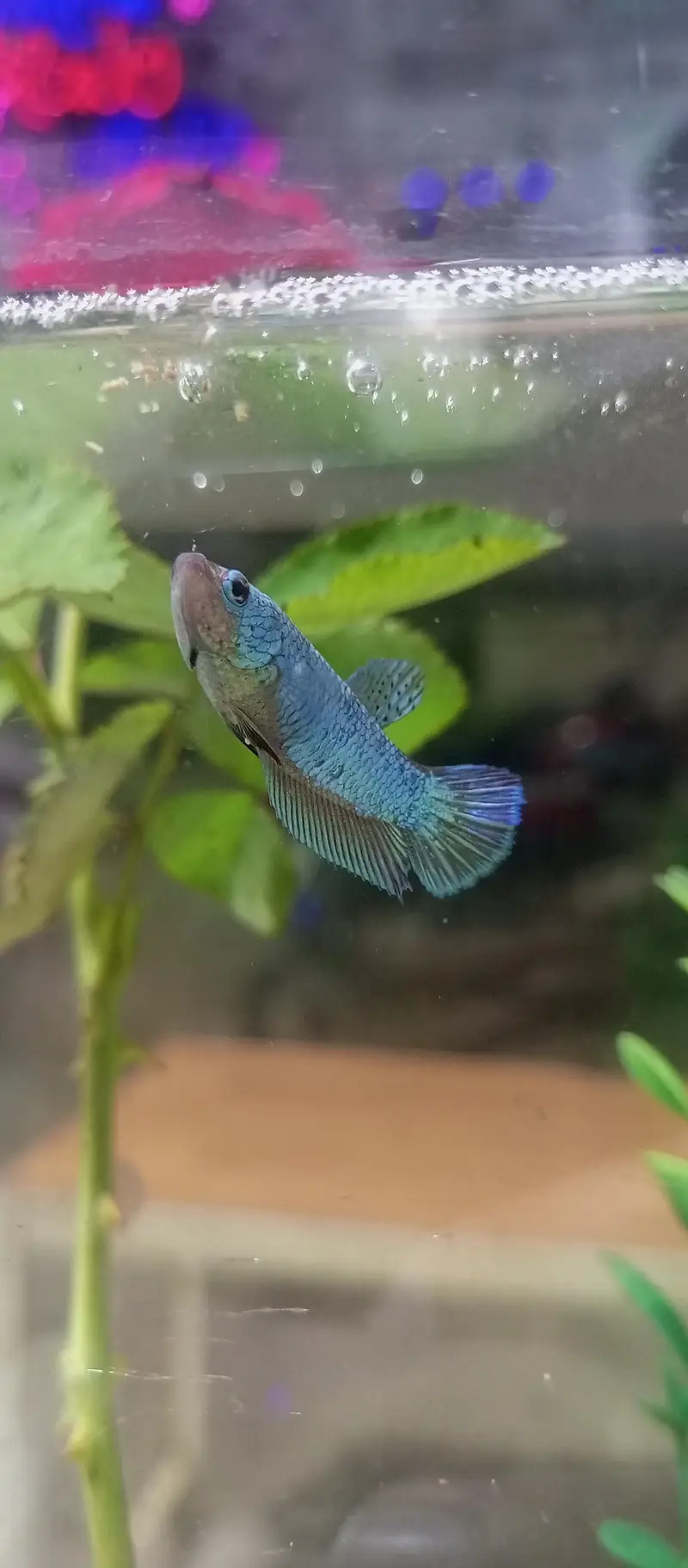 Betta Mettalic — photo 2